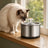 Fontaine à eau chat design inox — Klar