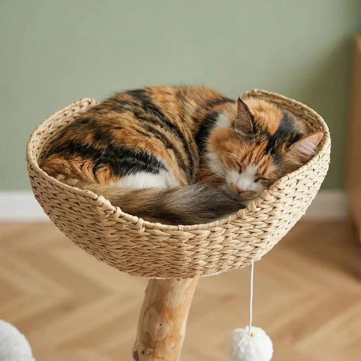 Chat de grande race installé sur une plateforme de l'arbre à chat Rot